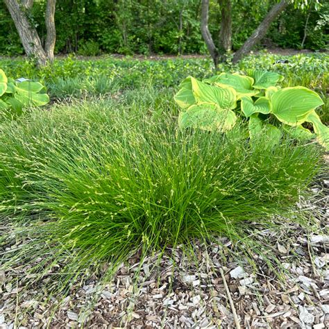 Carex Albicans Midwest Groundcovers Llc