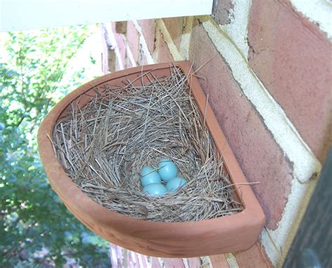 Sialis Picture Of The Week Bluebird Nesting Outside A Cavity