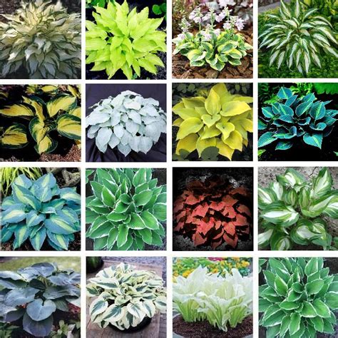 Very showy from early spring until late fall. Multi-Varieties Hosta Seeds, Ground Cover Plant, 100pcs ...
