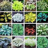 Very showy from early spring until late fall. Multi-Varieties Hosta Seeds, Ground Cover Plant, 100pcs ...