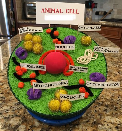 She created it all by herself! Animal Cell 3-D Model | Animal cell, Animal cell project ...