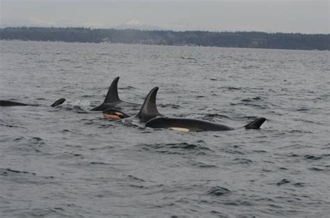 Baby Boom Continues For Orcas In Bc Waters Ninth Born In 14 Months