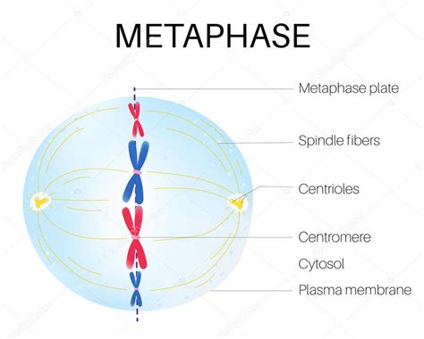 La Metafase Es Una Etapa De La Mitosis En El Ciclo Celular Eucariótico