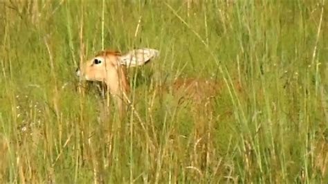 Adorable Steenbok African Antelope Sitting In The Grass Youtube
