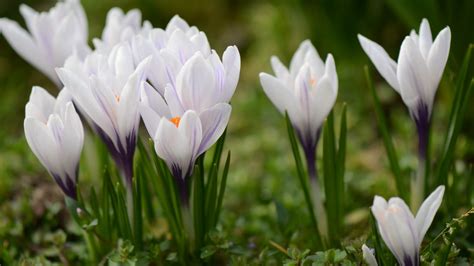 Closeup Crocus Spring Flowers 4k Hd Flowers Wallpapers Hd Wallpapers