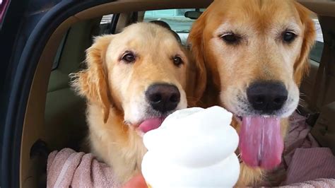 10 Funniest Dogs Eating Ice Cream