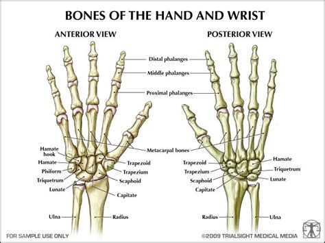 Bones Of The Hand And Forearm Anatomy Bones Hand Bone Anatomy