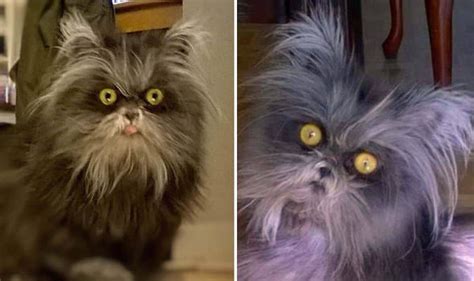 Moony The Cat Looks Like Werewolf With Rare Disorder Nature News