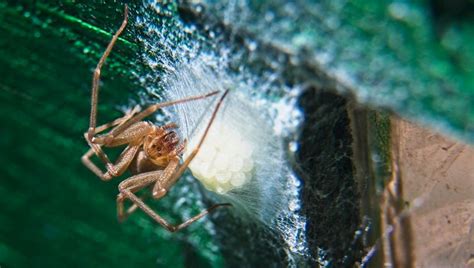 Brown Recluse Spider Bite Poisoning In Cats Symptoms Causes And
