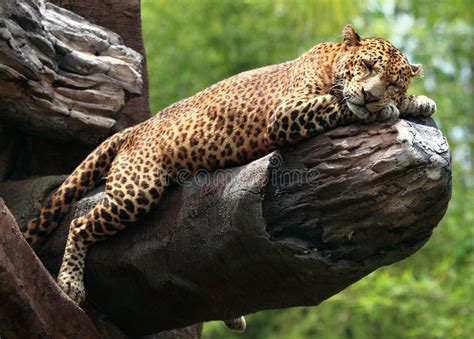 Sleeping Leopard Stock Image Image Of Travel Tropics