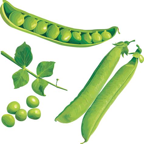 Pea Png Transparent Image Download Size 3553x3560px