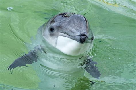 Sie sind mit den delfinen verwandt, unterscheiden sich aber in einer reihe anatomischer merkmale. NABU: Internationaler Tag des Ostseeschweinswals ...
