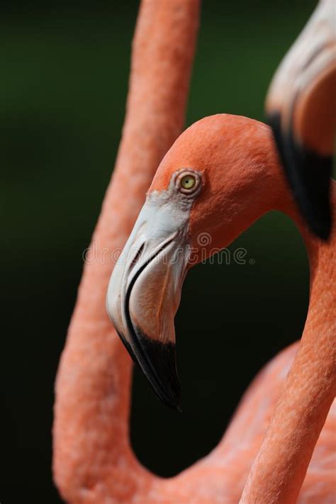 The American Pink Flamingo Stock Image Image Of Bird 128660277
