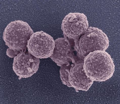 Synthetic Mycoplasma Bacteria Sem Photograph By Science Photo Library