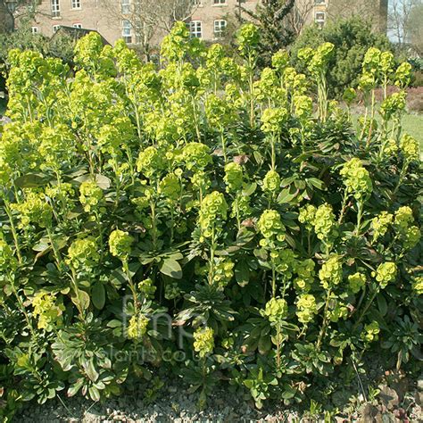Euphorbia Amygdaloides Robbiae Wood Spurge Information Pictures