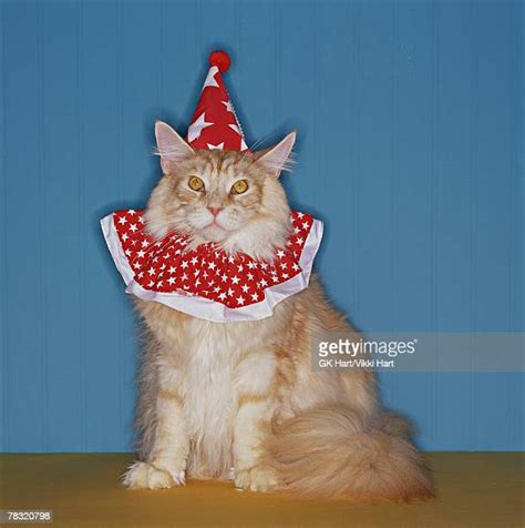 Cat Clown Costume Photos And Premium High Res Pictures Getty Images