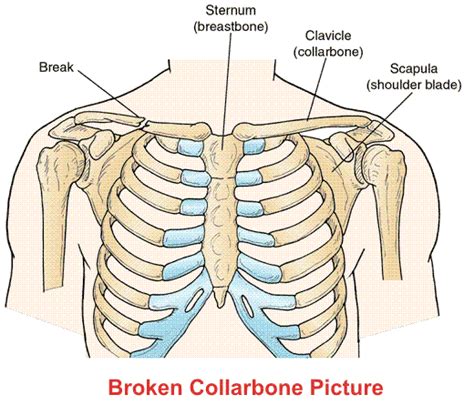Collar Bone Clipground