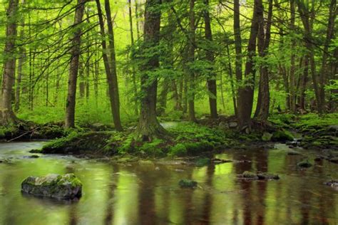 Free Images Tree Nature Creek Wilderness Branch Hiking Trail