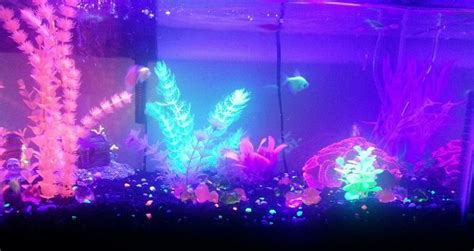 Glow In The Dark Fish Tank Room Inspiration