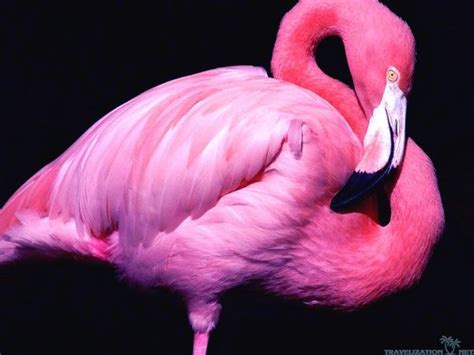 40 Fascinating Pictures Of Pink Flamingo Birds That Youll Enjoy Pink