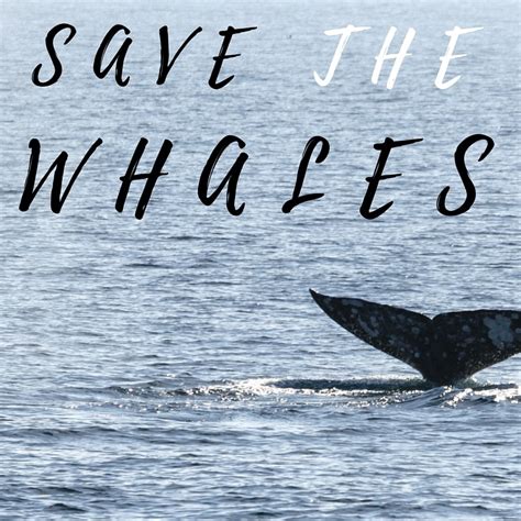 Save The Whales Relay Stumingames