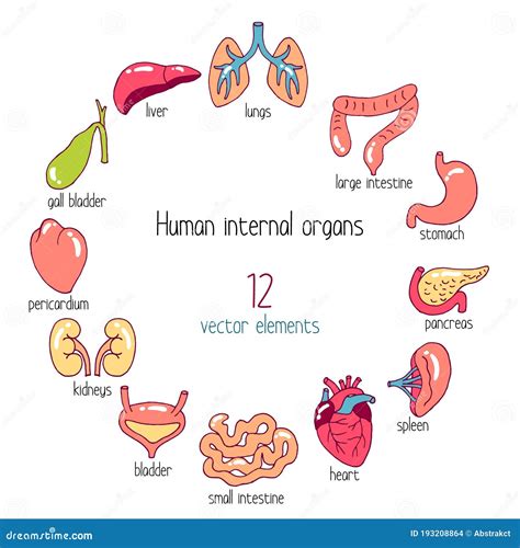 Human Internal Organs Vector Set Cartoon Style Illustration Of 12