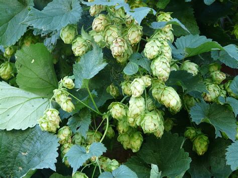 Why You Should Be Growing British Hops