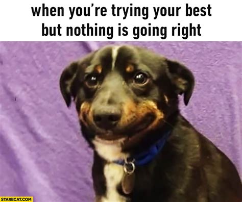 When Youre Trying Your Best But Nothing Is Going Right Dog 735×615