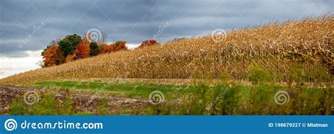 Central Wisconsin Corn Crop That Is Ready For Harvest In October Stock