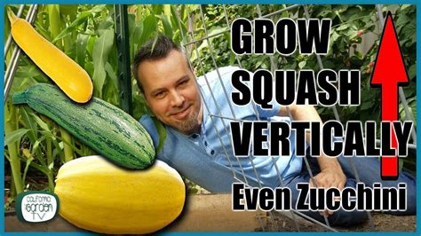 Watch the video explanation about sautéed zucchini recipe | courgette pan frying vegan recipe online, article, story, explanation, suggestion, youtube. Grow Squash Vertically - Even Zucchini // Complete Guide ...