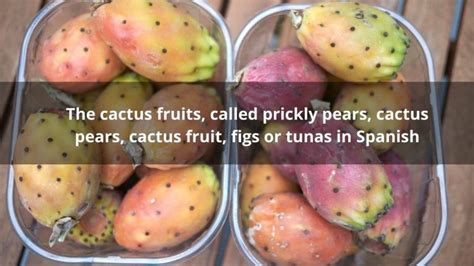 Why Is Cactus Fruit Called Tuna Tunas In Spanish Best Cactus Guide
