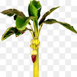 Can't find what you are looking for? Pisang, Daun Pisang, Scalable Vector Graphics gambar png