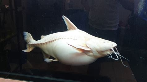 Rare Albino Granulosus Catfish Youtube