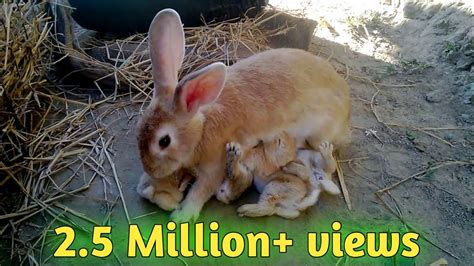 How Baby Rabbits Feeding Milk From Their Mother Hd Crazymals Youtube