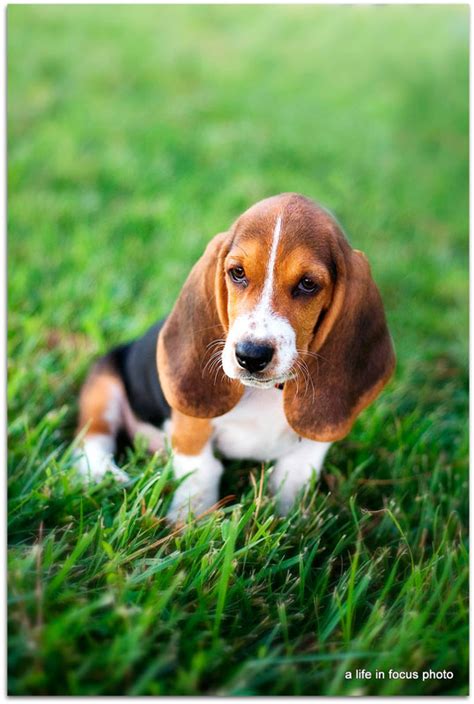 The cheapest offer starts at £10. Puppies Pictures Gallery: Basset Hound Puppies Pictures