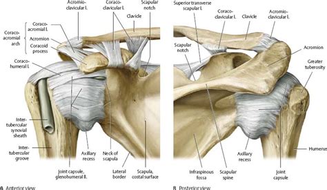 Thejoint capsuleis a fibrous sheath which encloses the structures of the joint. Shoulder & Arm - Atlas of Anatomy