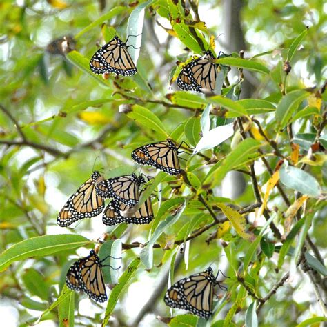 Overwintering Monarch Butterflies Overwintering Monarch Bu Flickr