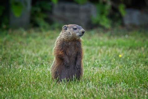 what do groundhogs eat food diet and more terminix