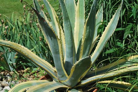 Sheltering trees or bushes that provide a wind block but do not block the sun can be helpful. Agave Americana Variegata. Perennials for Sale UK ...