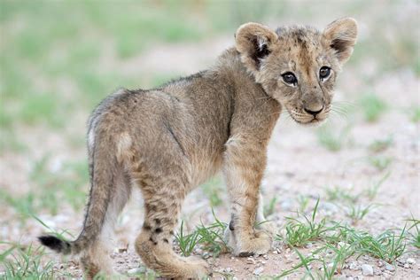 African Lion Cub Photograph By Tony Camacho Pixels