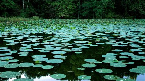 Lily Pads Wallpapers Wallpaper Cave