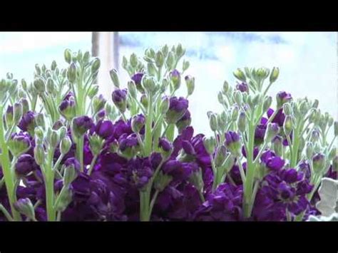 What scene would you point out as the pivotal. Vanessa Diffenbaugh on THE LANGUAGE OF FLOWERS - YouTube