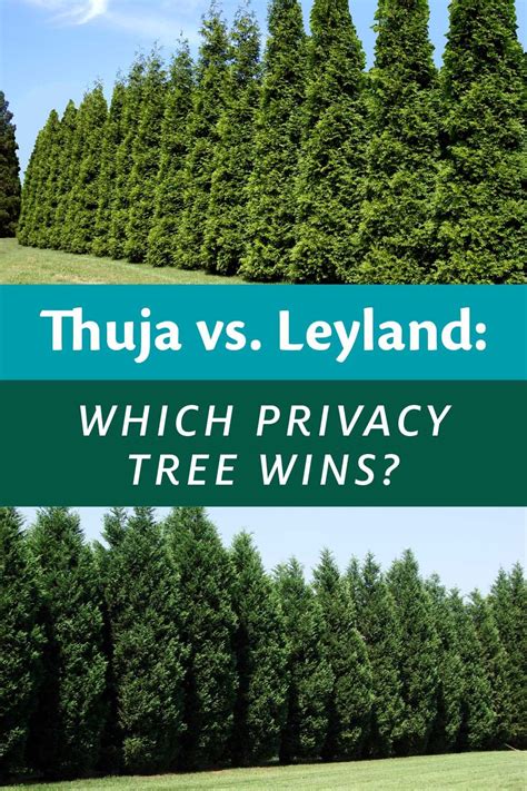 Thuja Vs Leyland Which Privacy Tree Wins Privacy Trees Privacy