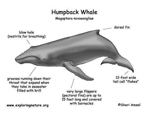 Whale Anatomy Diagram