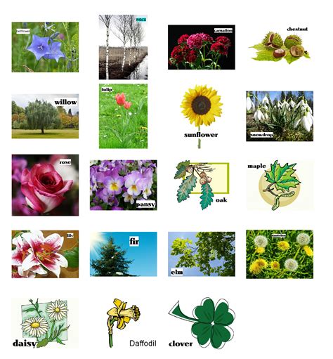 Plants Learn The Names Of 15 Kinds Of Plants Games To Learn English