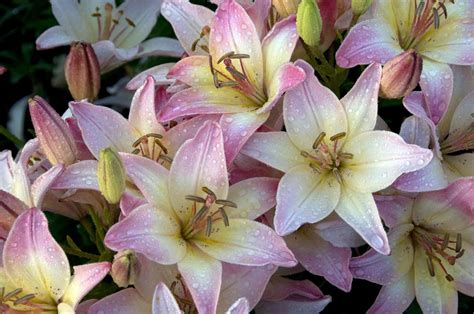 The 9 Divisions Of Garden Lilies
