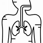 Respiratory System Icon Human Lungs Icons Digestive