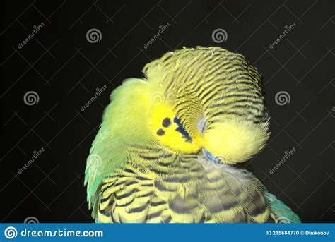 A Yellow Green Budgie On A Black Background Closeup Stock Photo