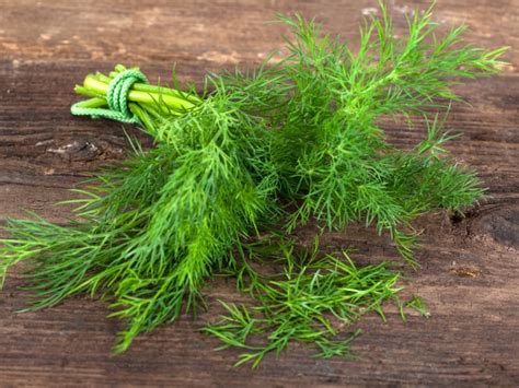 Dill Weed Vs Dill Seed Whats The Difference Northern Nester