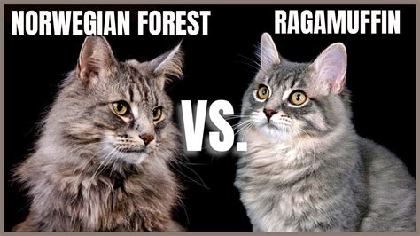 Norwegian Forest Cat Vs Ragamuffin Cat Youtube